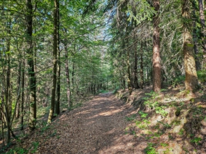 Breiter Weg im Wald am Hand entlang
