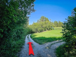 An nächster Lichtung links halten und links am Waldrand entlang gehen