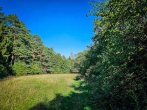 Rechts an schmaler kleiner Waldwiese entlang