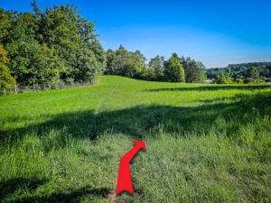 Der Weg durchschneidet die Hecke und führt über freie Wiesen