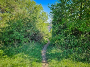 Pfad führt durch die Hecke