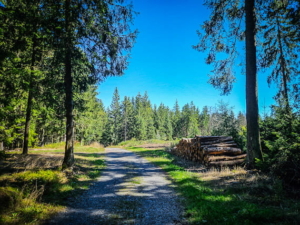 Im Wald bergab und an nächster Lichtung entlang