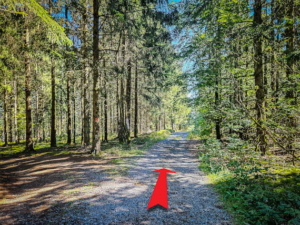 100 Meter unterhalb Lichtung an erster Abzweigung noch geradeaus