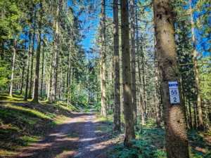 Weg mit geschotterten Fahrspuren im Wald - auch mit der Nr. 55