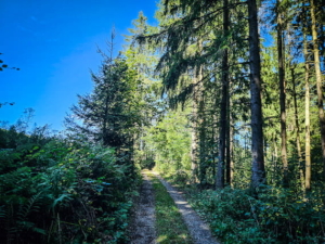 Links oben lichtet sich der Wald vor dem Ort Schnebes