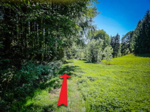 Erst an der Hecke und dann im Wald am Hang entlang bergab