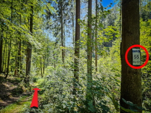 Weiter im Wald bergab