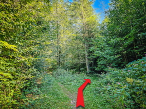 An nicht ganz so auffälliger Gabelung nach rechts über den Bach hinweg