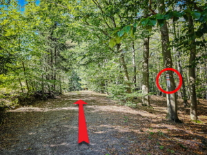 Oben noch einmal kurz durch den Wald