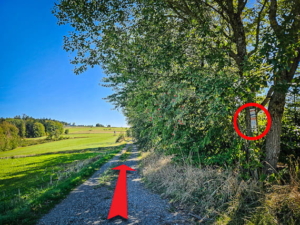 Weg an der langen Hecke entlang sanft bergan