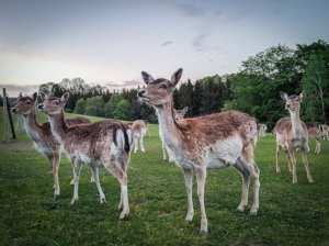 Rehe und Hirschen bei Schnebes
