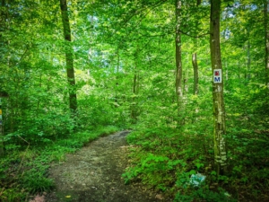 Start hinten am Parkplatz - Weg 