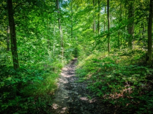 Dem schmalen Wanderpfad folgen