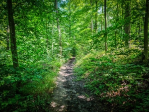 Dem schmalen Wanderpfad folgen