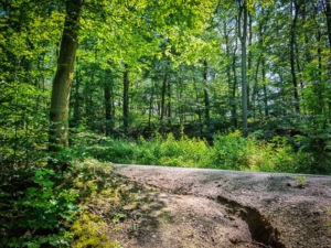 Pfad mündet auf Forstweg