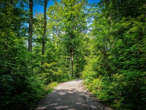 Auf breiterem Forstweg bergan