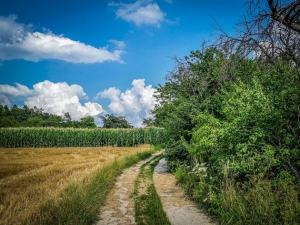 Weg an Hecke entlang