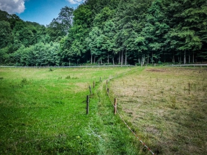 Dem Wiesenpfad folgen