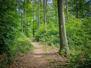 Der Wandersteig hinauf zur Ruine Bramberg