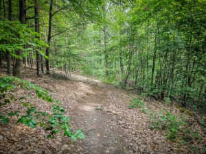 Pfad führt im Wald bergab