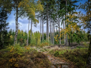 Weg über Waldschneise