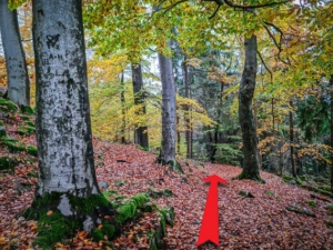 Weg von der Ruine Hirschstein Richtung Kornberg Gipfel