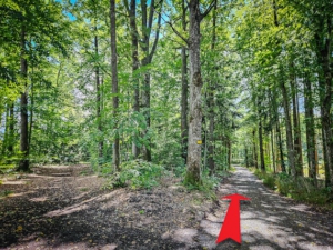 Nach 50 Metern an Gabelung wieder nach rechts