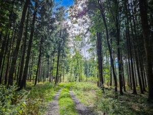 Weg führt wieder in Richtung Landstraße und der Wald wird lichter