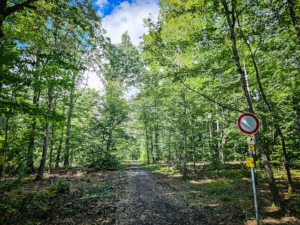 Den Wegweisern nach links in den Wald folgen am Verbotsschild für Fahrzeuge aller Art vorbei