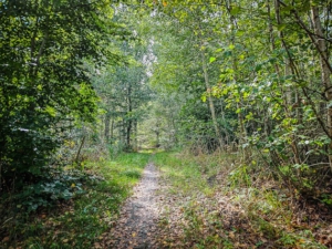 Pfad durch den lichten Wald