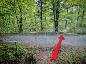 Der Steig führt gerade über einen breiten Schotterweg hinweg