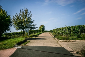 Start des Zehntgrafen-Weinwanderweges