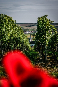 Ausblick vom Weinberg