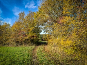 Geradeaus durch Hecke bergauf