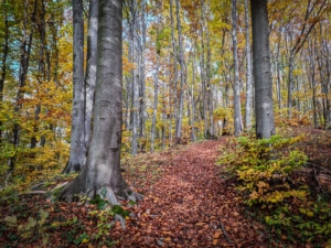 Im Wald rechts hinauf