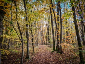 Lichter Wald auf dem Possenberg