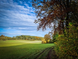 Kurz am Waldrand entlang dann links hoch