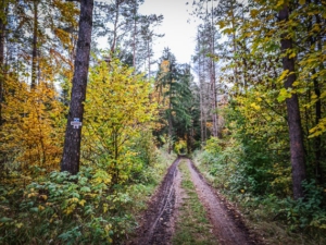 Breiter Forstweg in den Wald