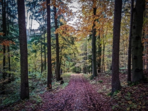 Weg im Wald bergab