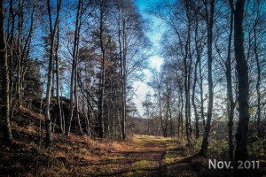 Weg durch lichten Wald