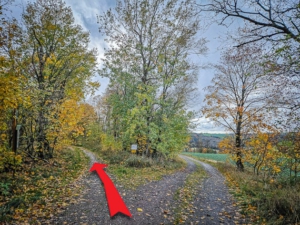 Abzweigung nach links auf Pfad im Wald