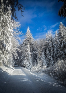 Verschneiter Forstweg