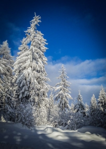 Tief verschneiter Winterwald