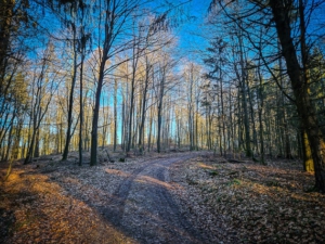 Weiter Rechtsbogen im Wald