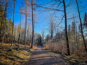 Weg durch den lichten Wald