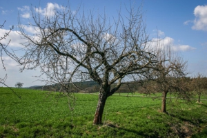 Weg an Obstbäumen entlang