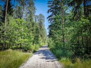 Weg gerade in den Wald