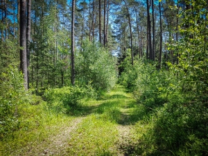 Mit Gras überwachsener Weg