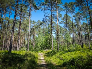 Pfad durch lichten Wald