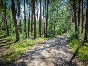 Lichte Waldkreuzung